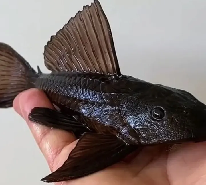 Bahaya Konsumsi Ikan Sapu-sapu: Peringatan Dinas KPKP Jakarta 2026