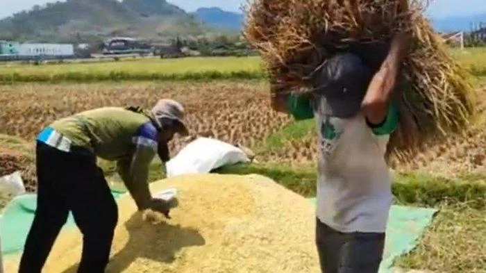 El Nino 2026: Berkah Hasil Laut Melimpah di Tengah Kekeringan