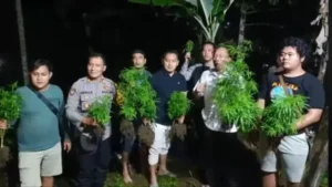 Ladang Ganja di Kerten Solo Terungkap, Polisi Bekuk Pemuda 21 Tahun