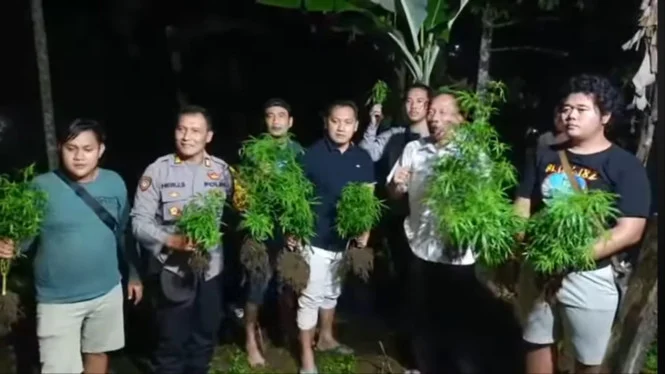 Ladang Ganja di Kerten Solo Terungkap, Polisi Bekuk Pemuda 21 Tahun