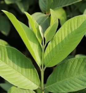 Manfaat Daun Jambu Biji: Panduan Kesehatan Alami 2026