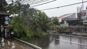 Tol Jakarta Macet? Hujan Angin Sebabkan Pohon Tumbang!